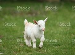 Foto Kambing Warna Pink Putih